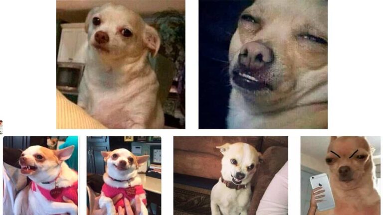 Los mejores memes del Perro Enojado | Edición: varios animalitos